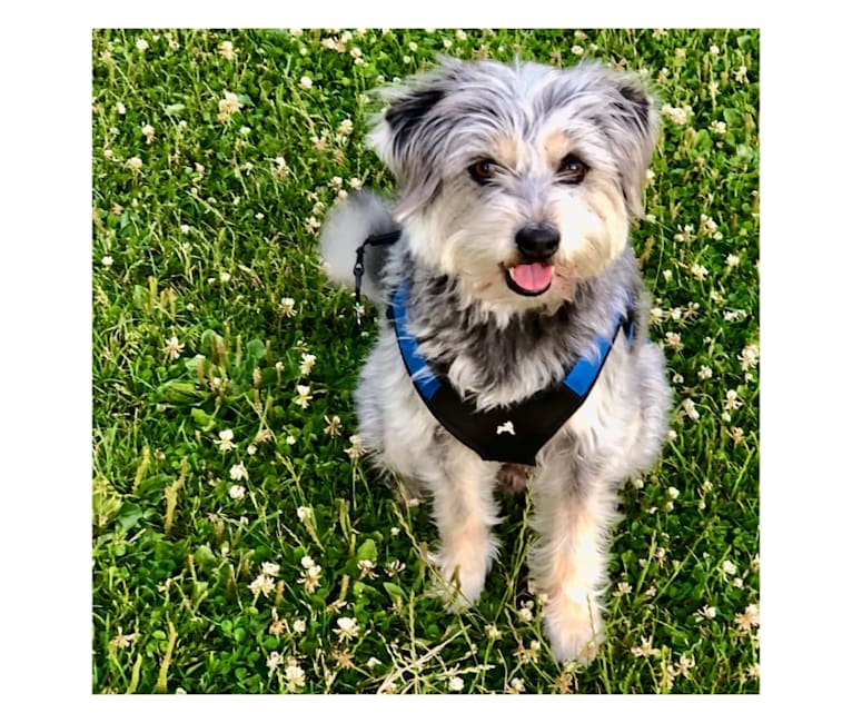 Henry, a Miniature Schnauzer and Bichon Frise mix tested with EmbarkVet.com