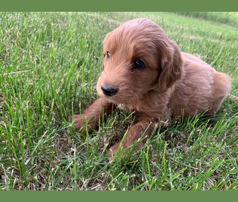 Blue Collar, a Goldendoodle tested with EmbarkVet.com