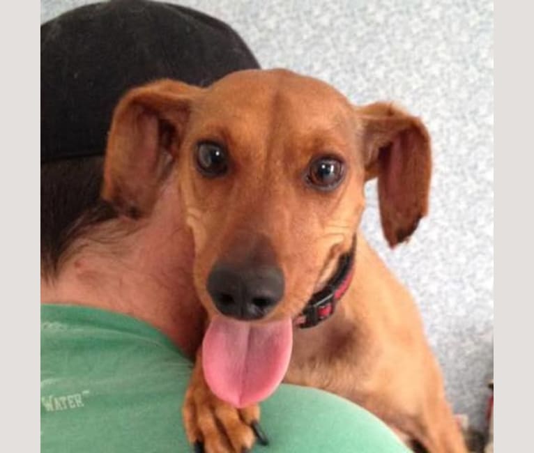 Photo of Buddy, a Miniature Pinscher and Dachshund mix in West Virginia, USA
