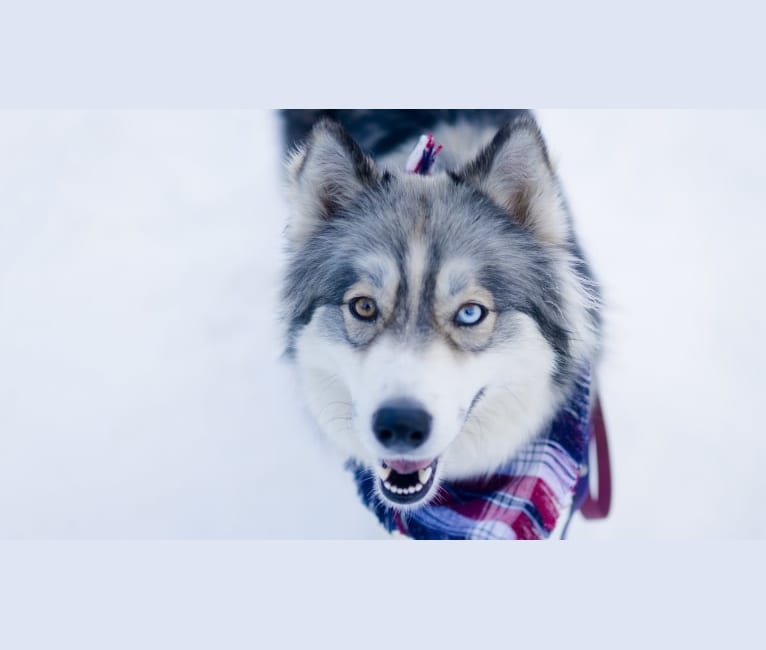 Storm, a Siberian Husky and German Shepherd Dog mix tested with EmbarkVet.com