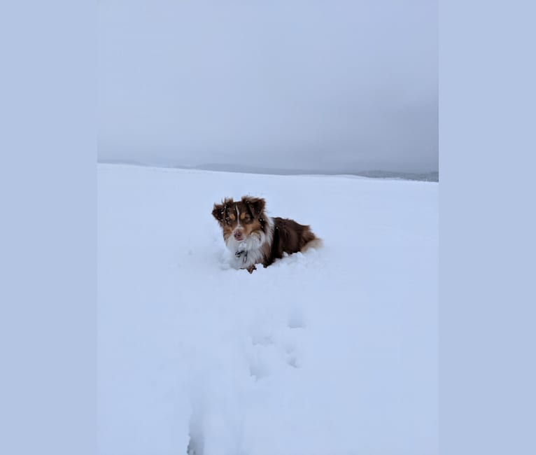 Miss Moneypenny, an Australian Shepherd tested with EmbarkVet.com