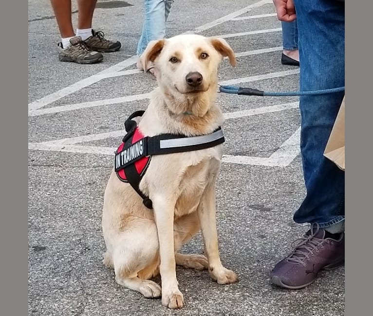 Aspen, a Staffordshire Terrier and Labrador Retriever mix tested with EmbarkVet.com