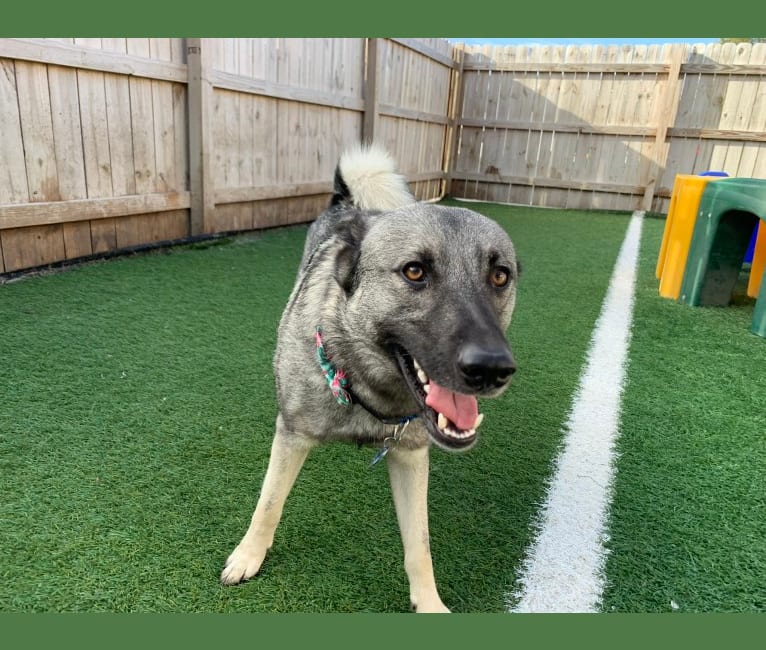 Smokey, a Norwegian Elkhound tested with EmbarkVet.com