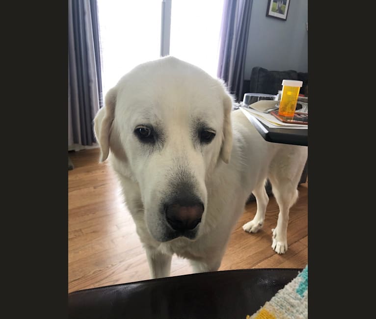 Duke, a Great Pyrenees and Anatolian Shepherd Dog mix tested with EmbarkVet.com