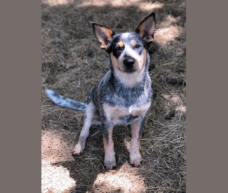 Embark Dog DNA Test Breed