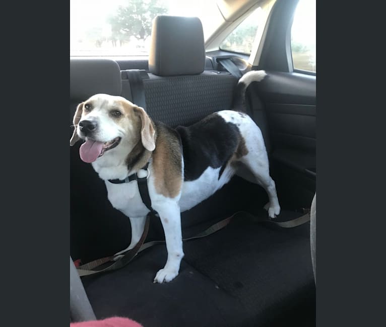 American eskimo top and beagle mix