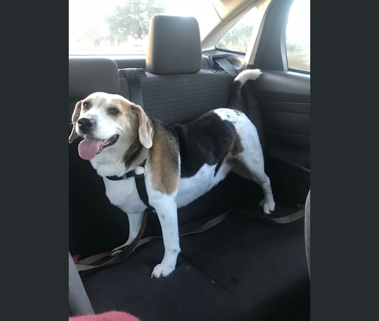 Watson, a Beagle and American Eskimo Dog mix tested with EmbarkVet.com