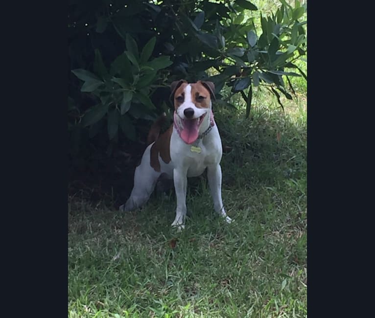 Photo of Scoot, a Russell-type Terrier  in Bartow, FL, USA