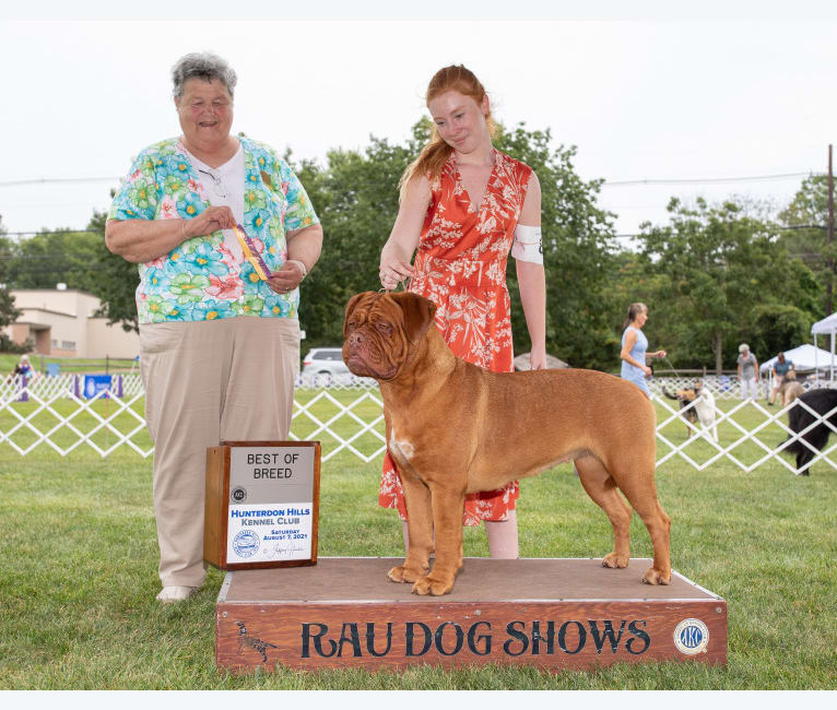 GCH CH Bolshaya Style Isabella's Margarita CGC, a Dogue de Bordeaux tested with EmbarkVet.com