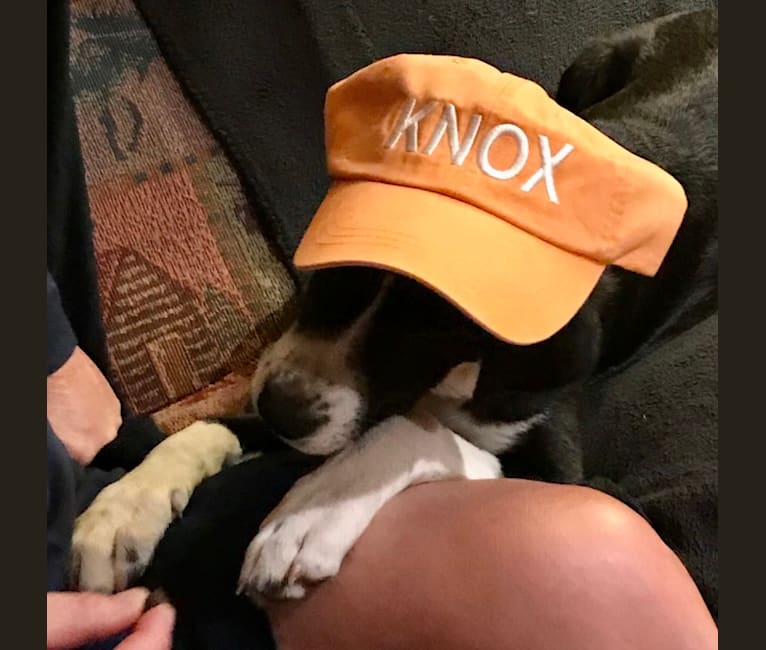 Knox, an Akita and Labrador Retriever mix tested with EmbarkVet.com