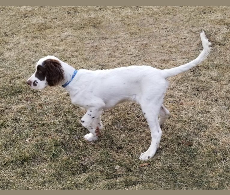 Photo of Sawyer, a Llewellin Setter  in London, KY, USA