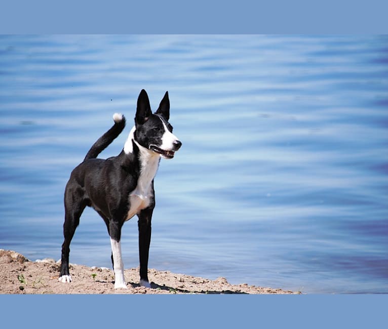 Flint, a Border Collie and McNab mix tested with EmbarkVet.com