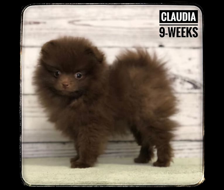 Claudia, a Pomeranian tested with EmbarkVet.com
