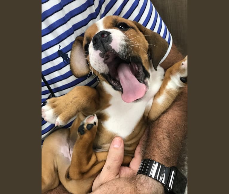 Photo of Baxter, a Bulldog and Beagle mix in Florida, USA