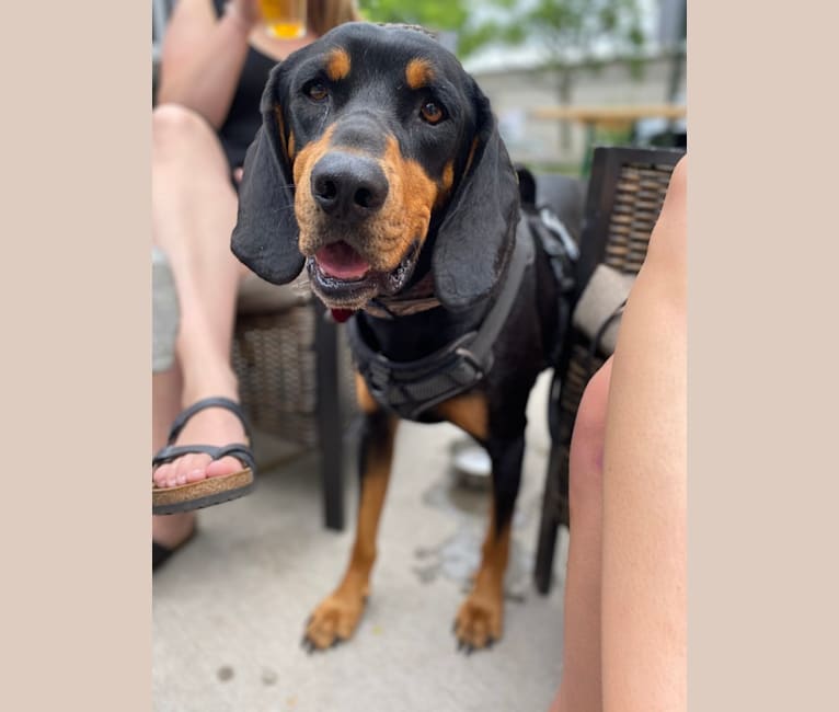 Odin, a Black and Tan Coonhound tested with EmbarkVet.com