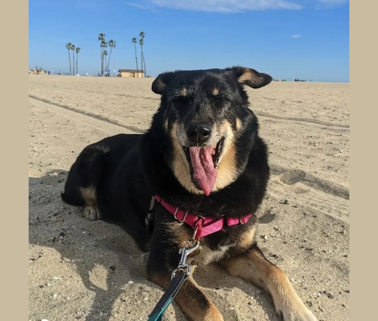 Betty, a Southeast Asian Village Dog tested with EmbarkVet.com