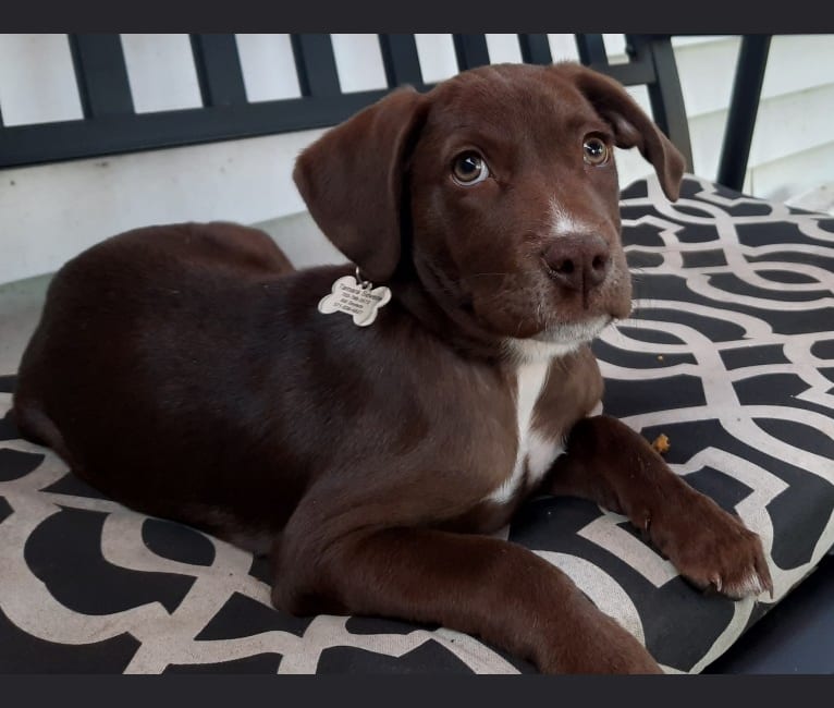 Valkyrie, a Golden Retriever and Labrador Retriever mix tested with EmbarkVet.com