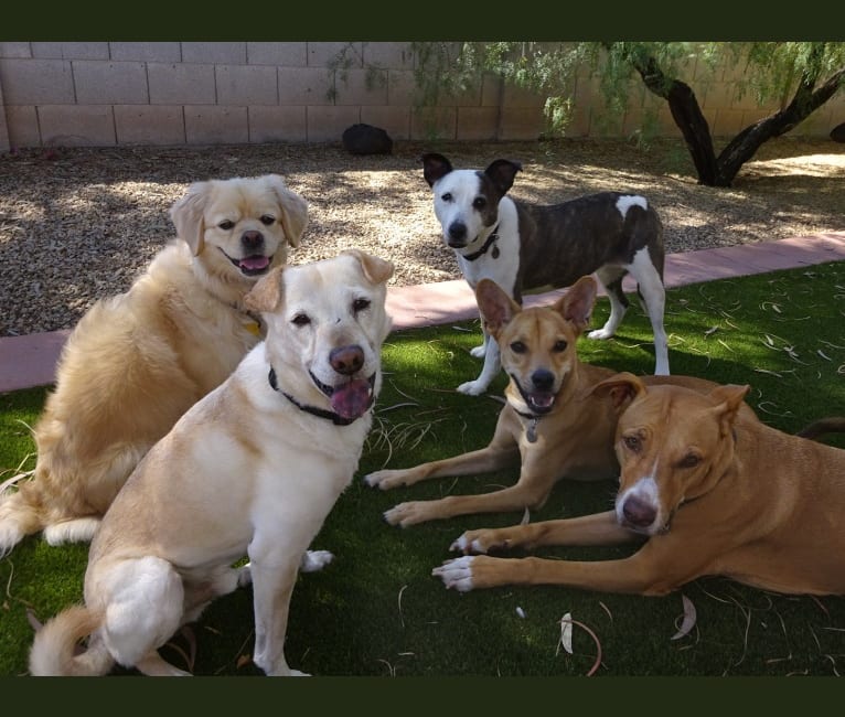 Bean, a Chow Chow and Chihuahua mix tested with EmbarkVet.com