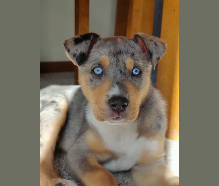 Embark Dog DNA Test Breed