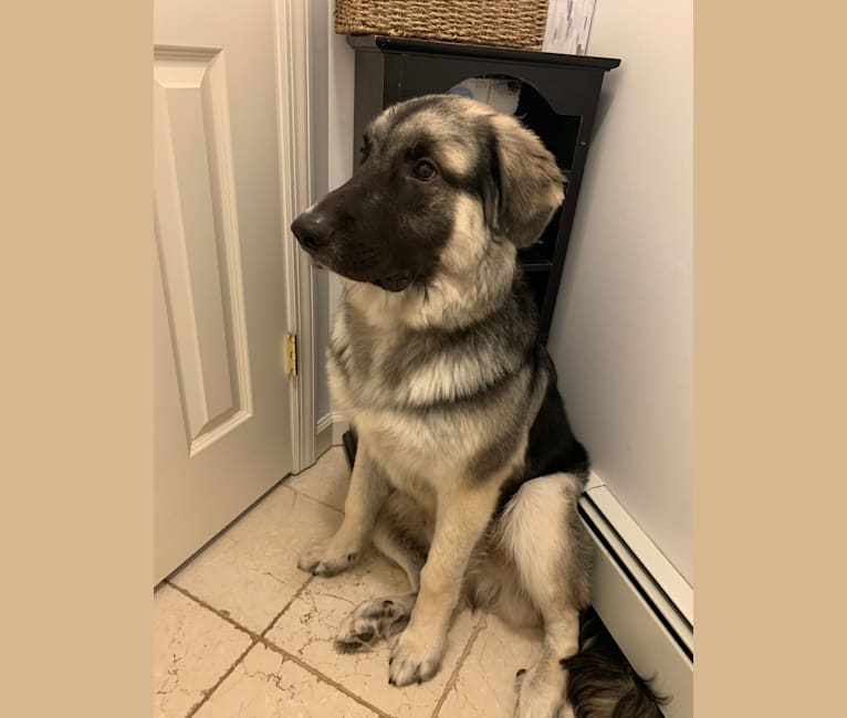 Archie, a German Shepherd Dog and Great Pyrenees mix tested with EmbarkVet.com