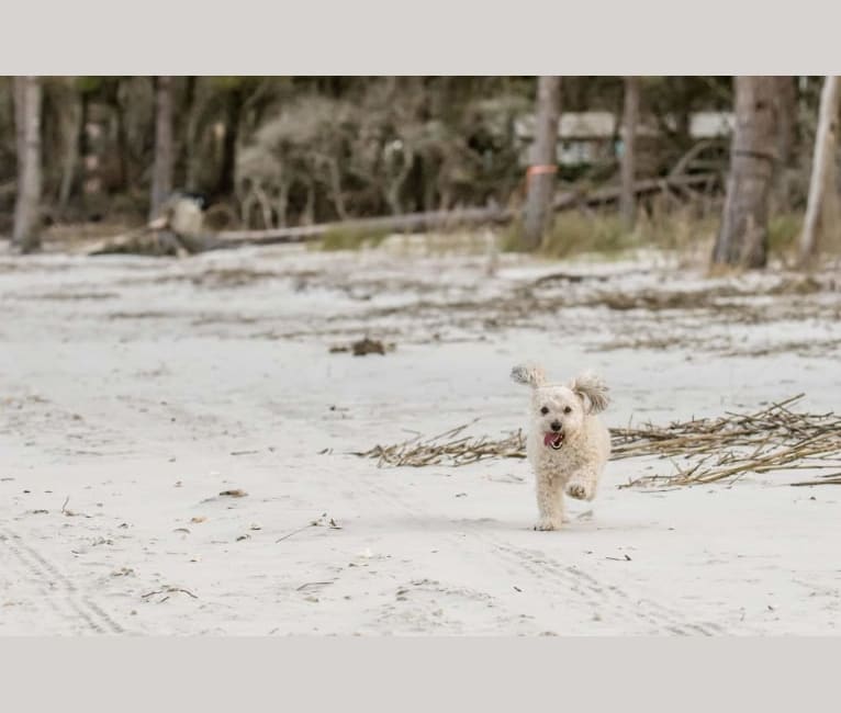 Opee, a Poodle (Small) and Chihuahua mix tested with EmbarkVet.com