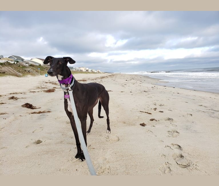 Birch, a Greyhound tested with EmbarkVet.com