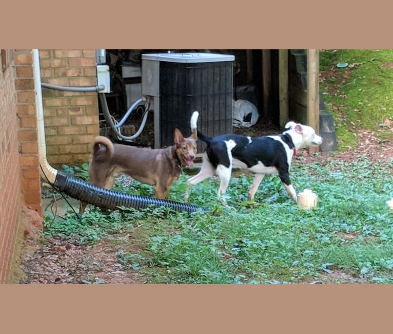 Ollie, a Rat Terrier and American Pit Bull Terrier mix tested with EmbarkVet.com