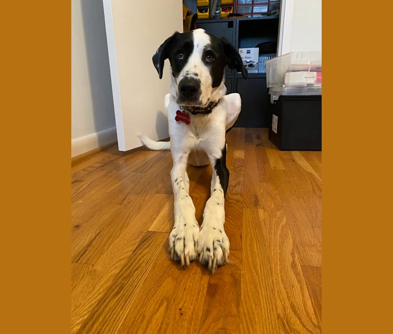 German shorthaired pointer great dane mix discount