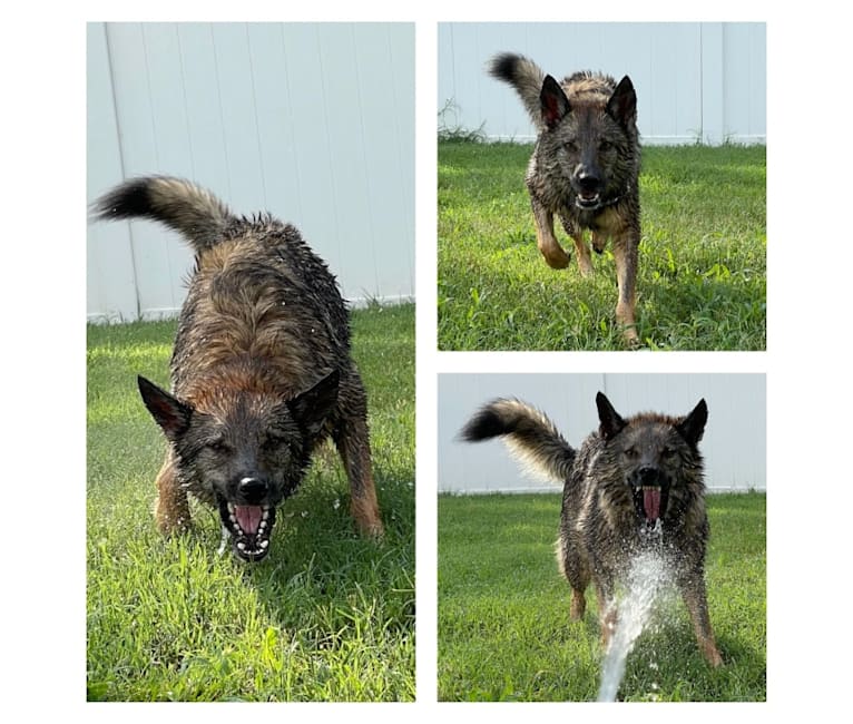 Sidda, a German Shepherd Dog and Belgian Malinois mix tested with EmbarkVet.com