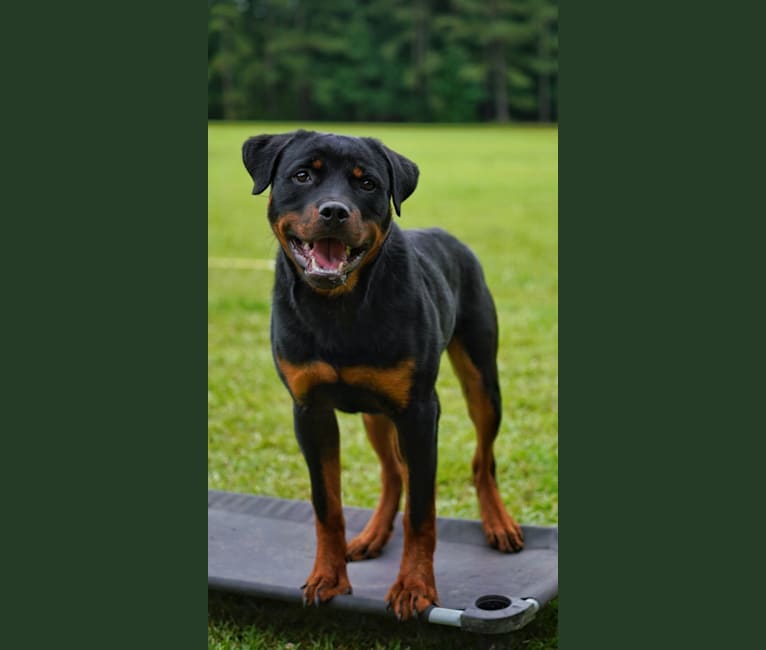 Sirius, a Rottweiler tested with EmbarkVet.com