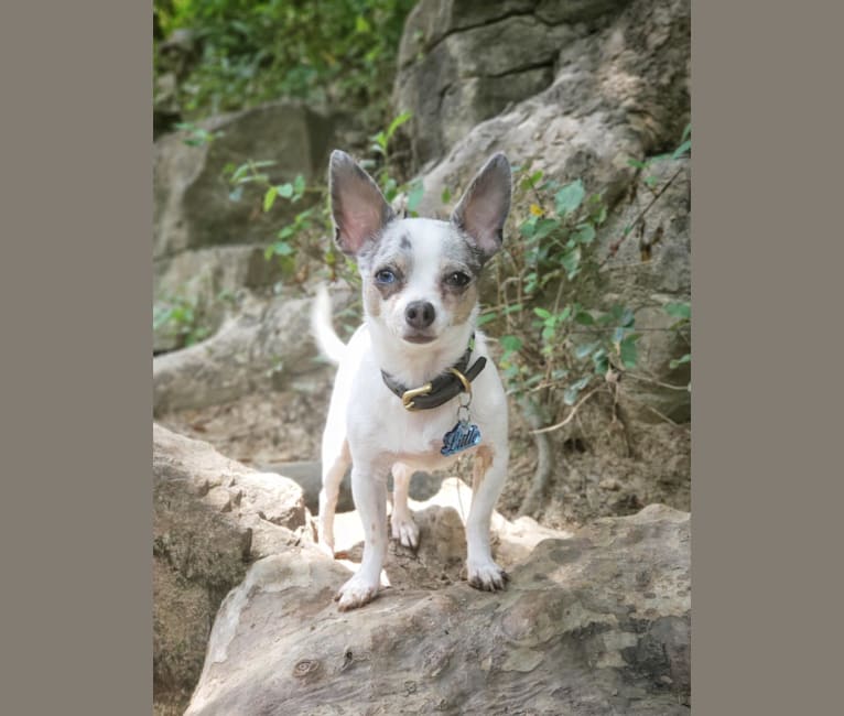 Little, a Chihuahua tested with EmbarkVet.com