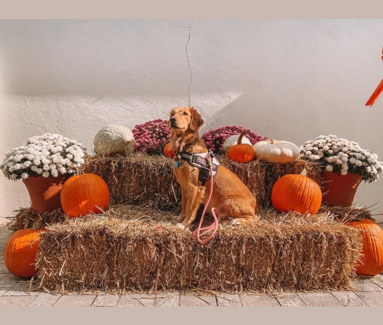 Marley, a Golden Retriever tested with EmbarkVet.com