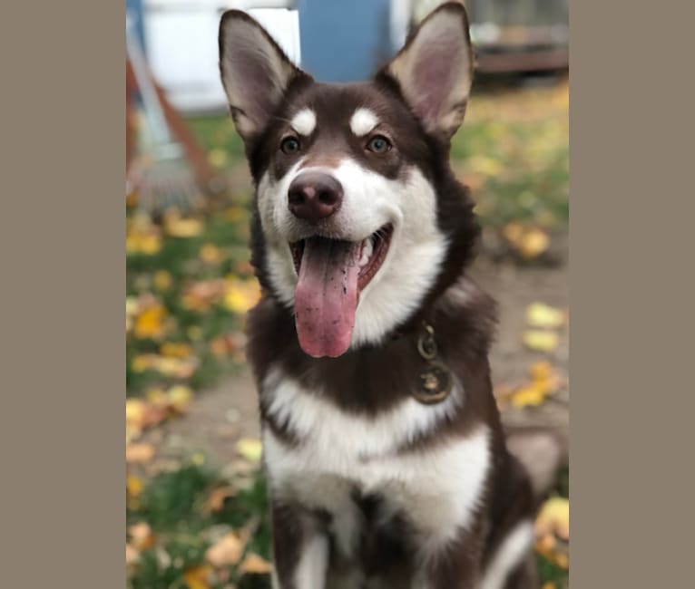 Suki, an Alaskan Malamute tested with EmbarkVet.com