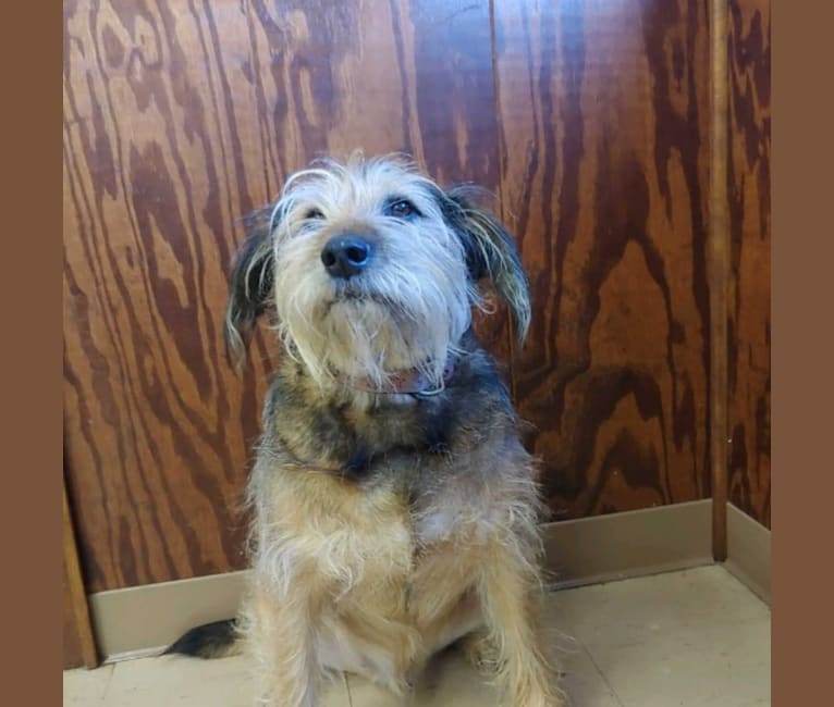 Dug, a Miniature Schnauzer and Beagle mix tested with EmbarkVet.com