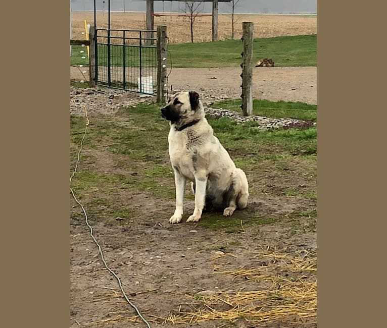 Isabel, an Armenian Gampr tested with EmbarkVet.com