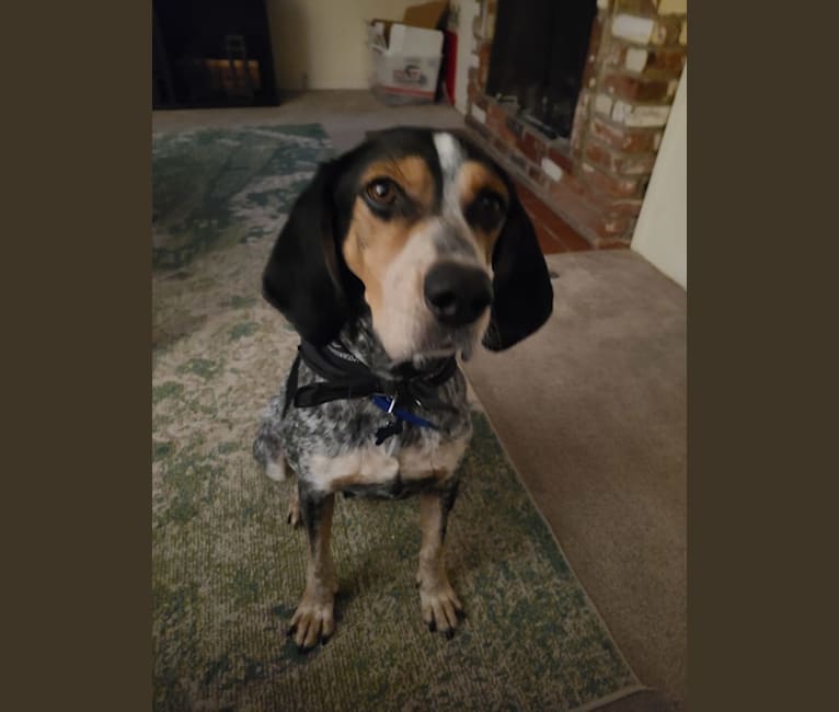 Photo of Cletus, a Bluetick Coonhound  in Oklahoma, USA