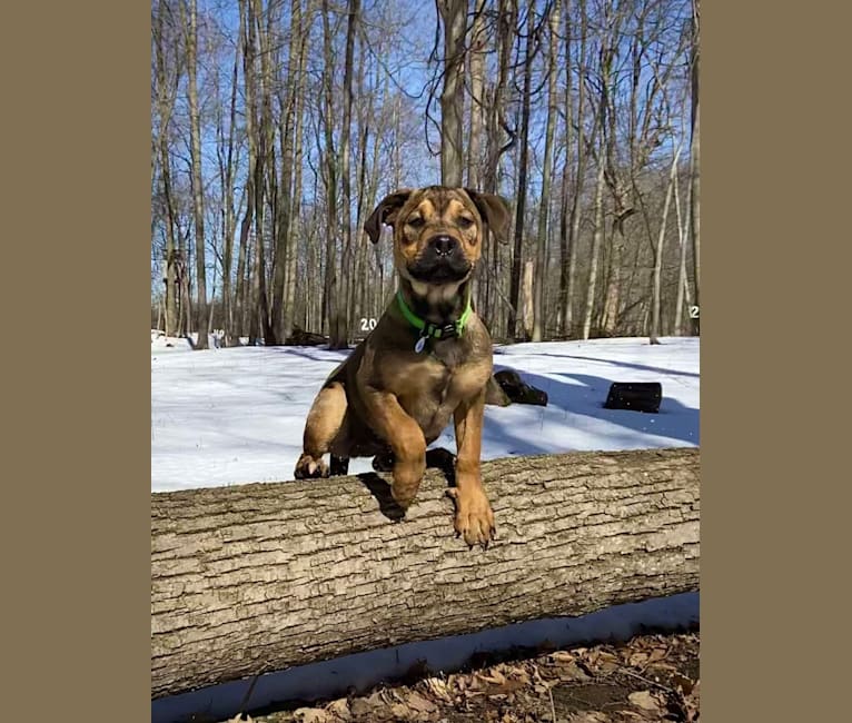 Lenny, a Rottweiler and American Pit Bull Terrier mix tested with EmbarkVet.com