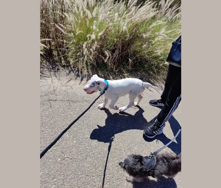 Urso, a Great Dane tested with EmbarkVet.com