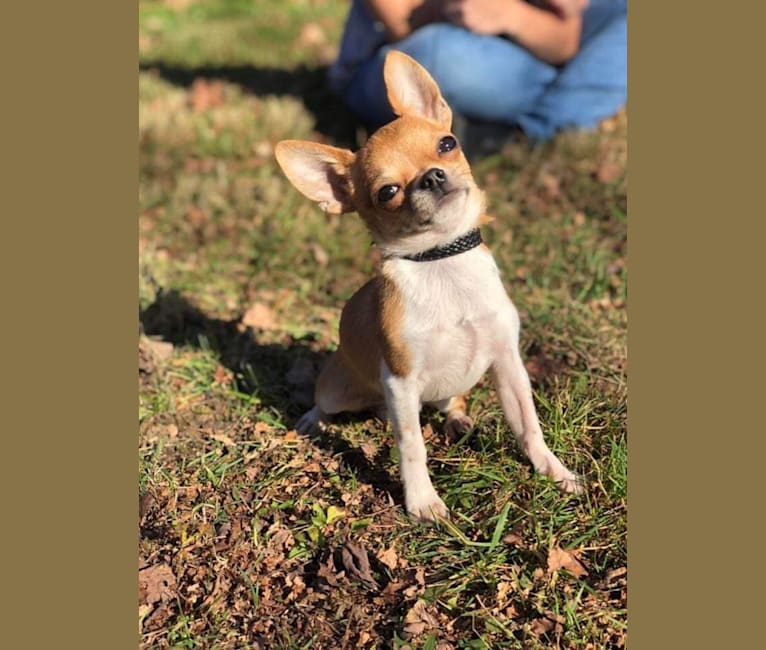 Joey, a Chihuahua tested with EmbarkVet.com