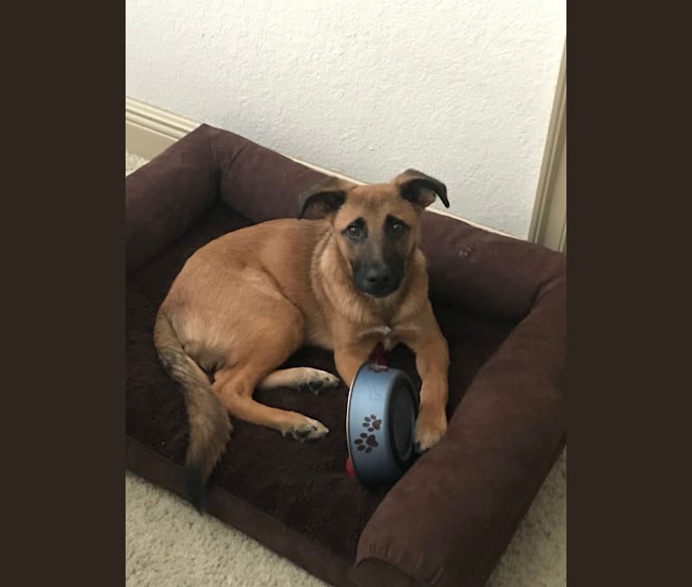 Embark Dog DNA Test Breed