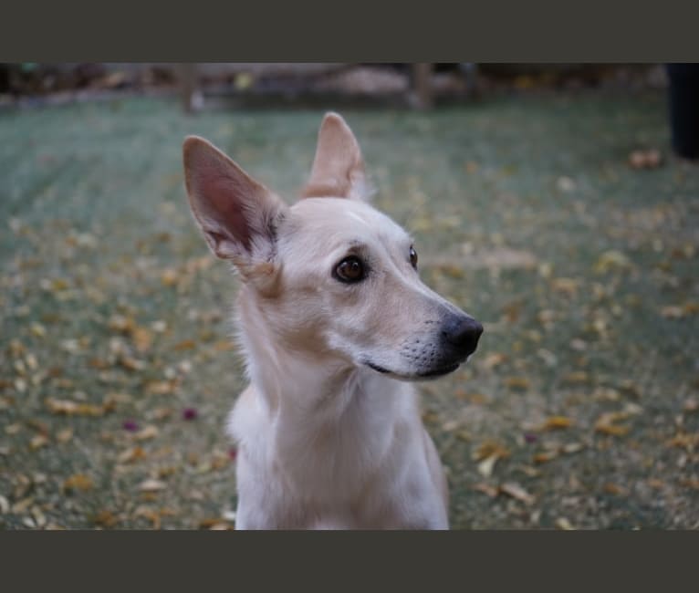 Cody, an Arabian Village Dog tested with EmbarkVet.com