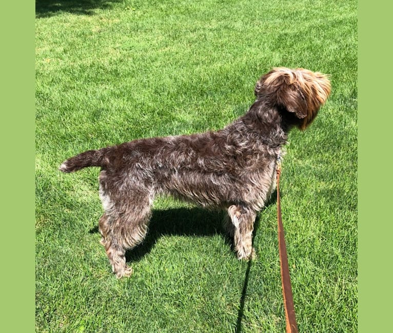 Sawyer, a Wirehaired Pointing Griffon tested with EmbarkVet.com