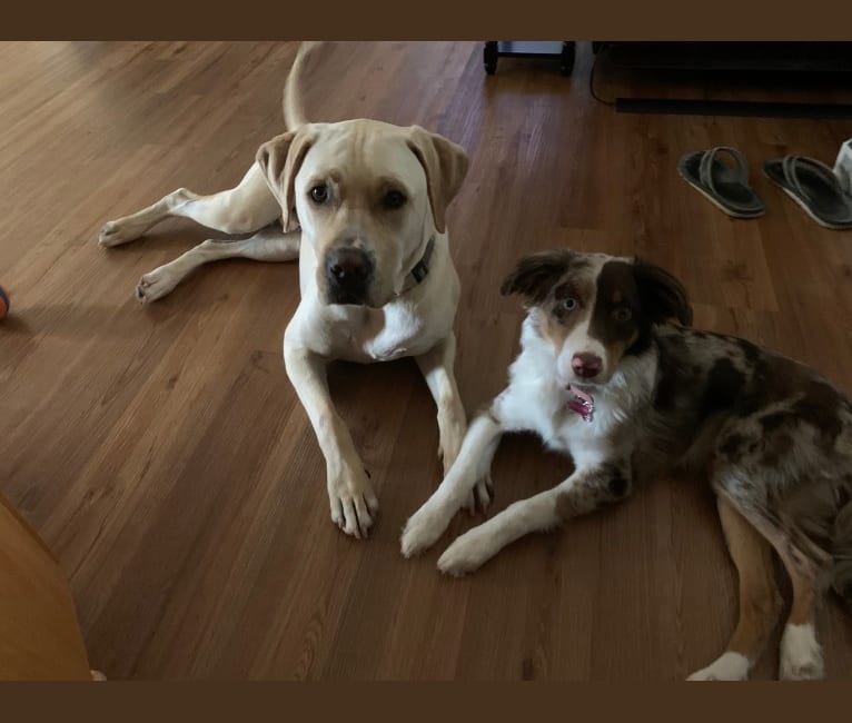 Frank, a Labrador Retriever and American Pit Bull Terrier mix tested with EmbarkVet.com