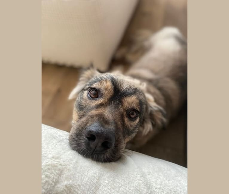 Rocky, an American Village Dog and Rottweiler mix tested with EmbarkVet.com