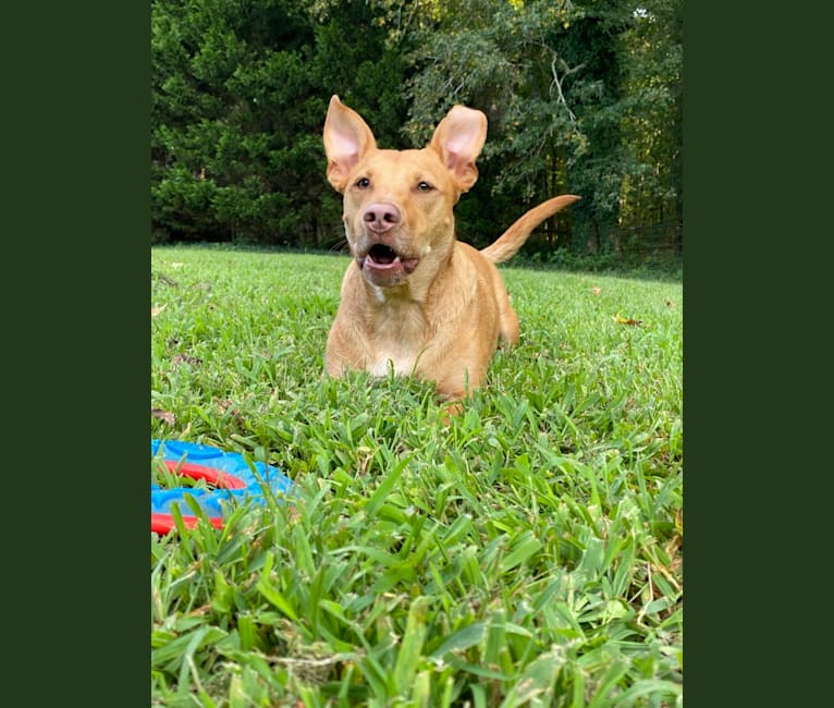 Nelson, an American Pit Bull Terrier and Australian Cattle Dog mix tested with EmbarkVet.com