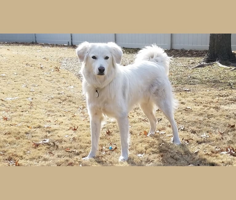 Luca, a Great Pyrenees and Pomeranian mix tested with EmbarkVet.com