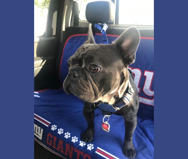 Blu, a French Bulldog tested with EmbarkVet.com