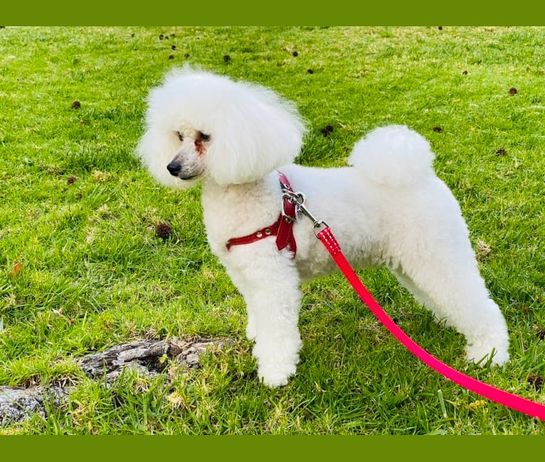 Photo of GiGi L'Amour, a Poodle (Small)  in Takoma Park, MD, USA