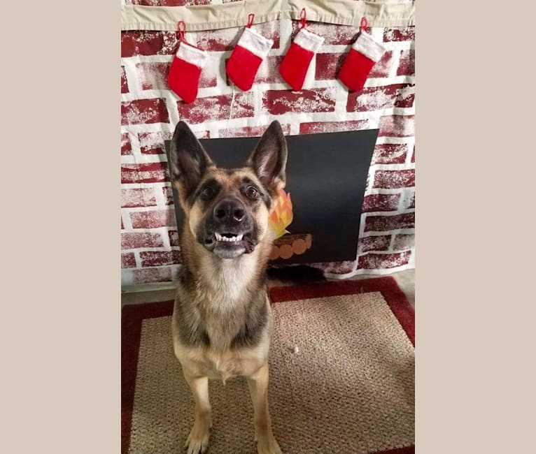 Ava Lynch, a German Shepherd Dog tested with EmbarkVet.com