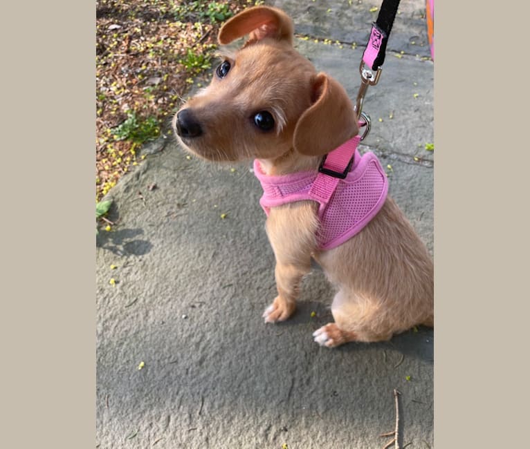 Photo of Jemma Amelie, a Chihuahua, Poodle (Small), Boston Terrier, and Dachshund mix in Mt Airy, North Carolina, USA